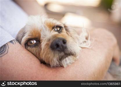 Cute Terrier Puppy Look On As Master Holds Her in His Lap.