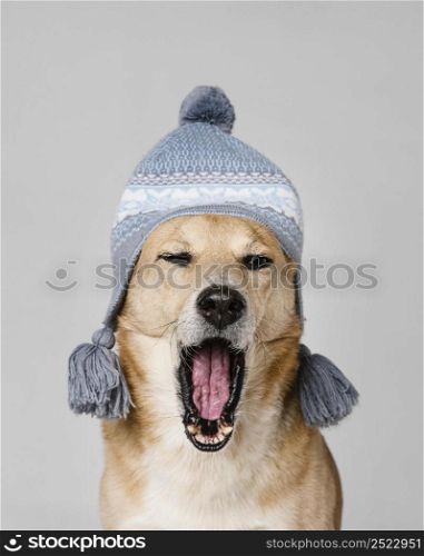 cute tired dog wearing knitted hat