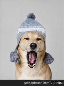 cute tired dog wearing knitted hat