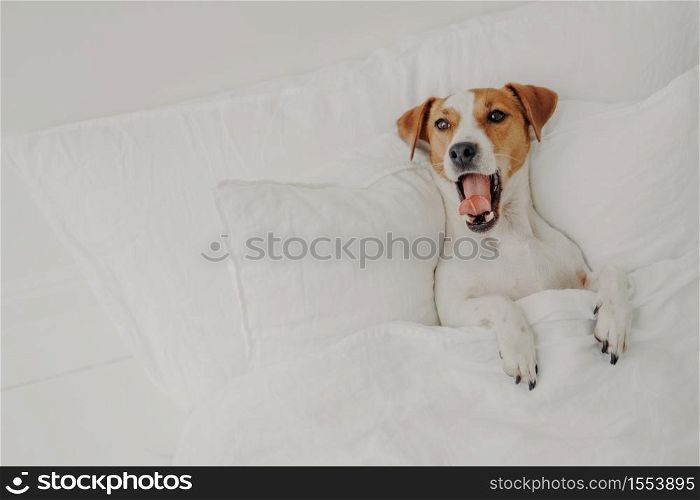 Cute tired jack russell terrier dog yawns sleeps in comfortable bed, relaxes under white blanket, enjoys relaxation at home, keeps mouth opened and shows tongue. Aminals and bed time concept