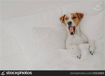 Cute tired jack russell terrier dog yawns sleeps in comfortable bed, relaxes under white blanket, enjoys relaxation at home, keeps mouth opened and shows tongue. Aminals and bed time concept