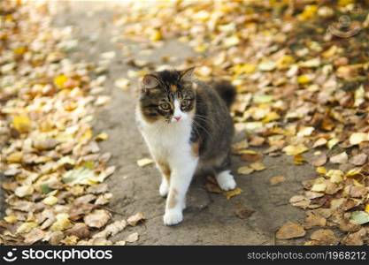 cute tricolor kitty on a forest path with fallen autumn leaves.