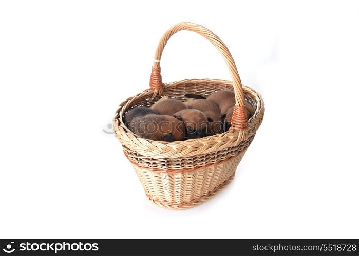 Cute very young puppies in wicker basket