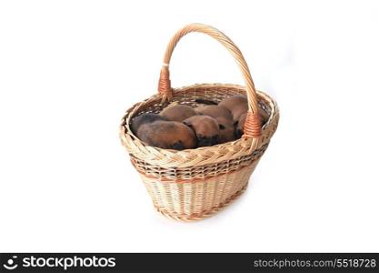Cute very young puppies in wicker basket