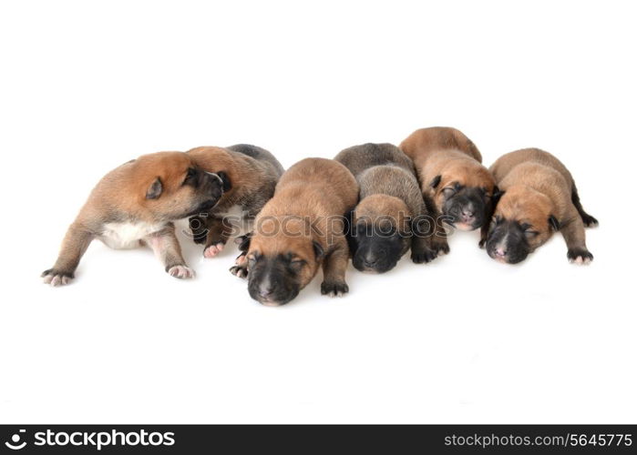 Cute very young puppies relaxing on white