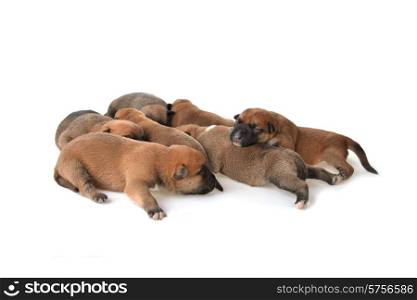 Cute very young puppies relaxing on white