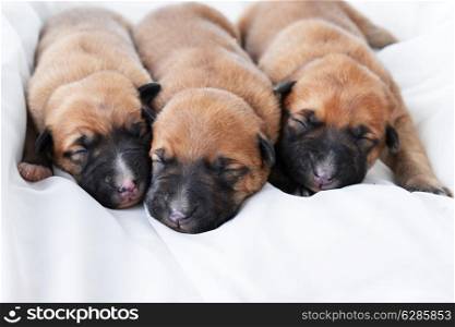 Cute very young puppies relaxing on white