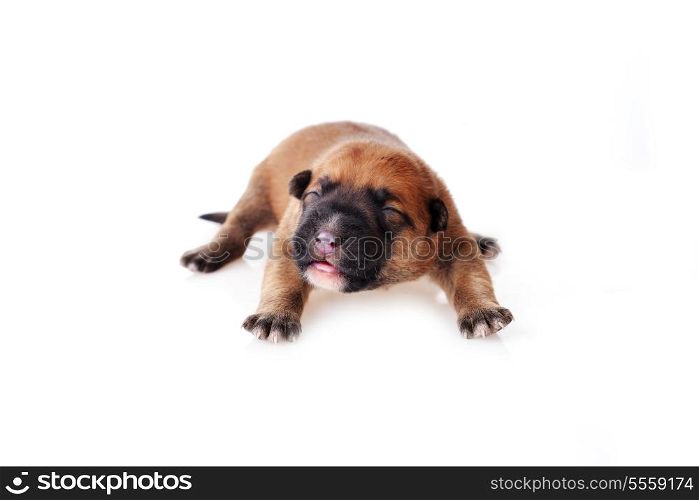Cute very young puppy relaxing on white