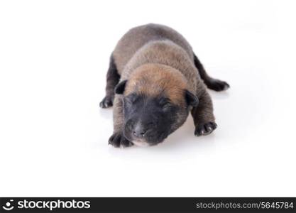 Cute very young puppy relaxing on white