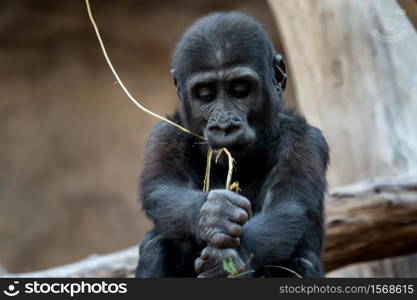 Cute western gorilla baby. (Gorilla gorilla). Endangered animal