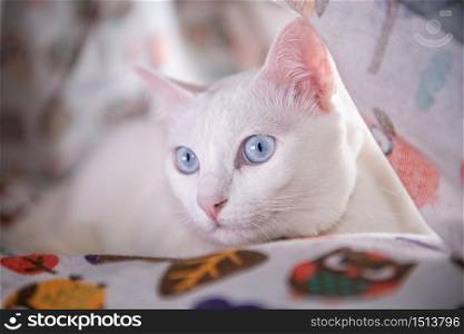 cute white cat blue eyes mammal animal