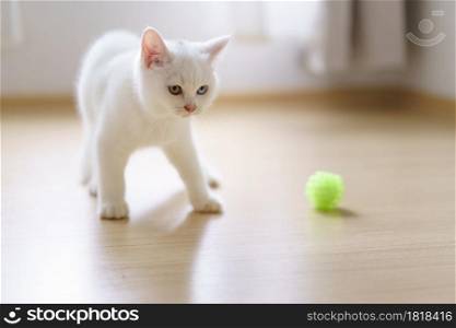Cute white cat british shorthair kitten plays with a cat feather toy in bedroom. Domestic animal. Looking at copy-space. Banner