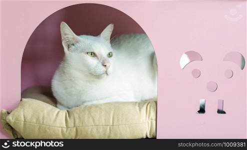 cute white cat in the little pink home.