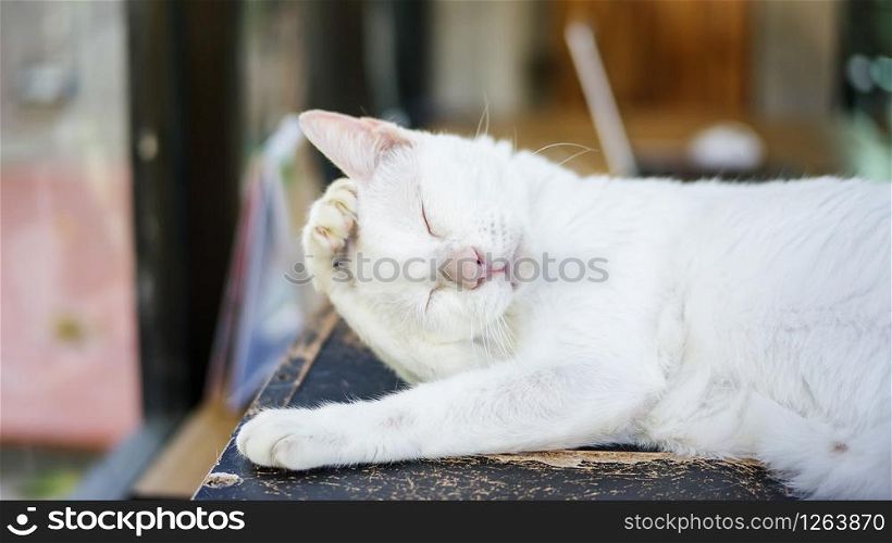 Cute white cat lying in a room.
