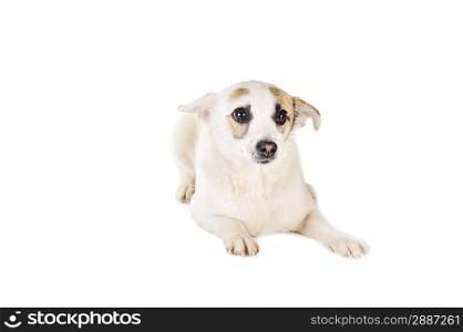 cute white dog is lying quietly