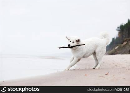 Cute white dog playing with stick on the beach. Polish Tatra Sheepdog, known also as Podhalan or Owczarek Podhalanski