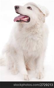 Cute white dog with cap looking sideway