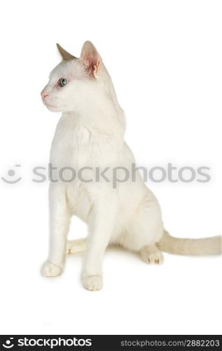 cute white domestic cat isolated