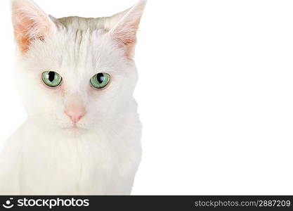 cute white domestic cat isolated