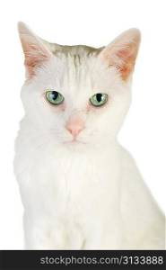 cute white domestic cat isolated