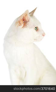 cute white domestic cat isolated