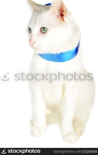 cute white domestic cat with blue ribbon isolated