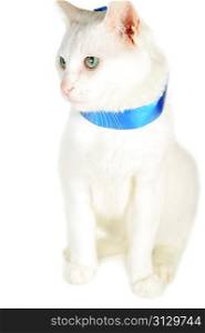 cute white domestic cat with blue ribbon isolated