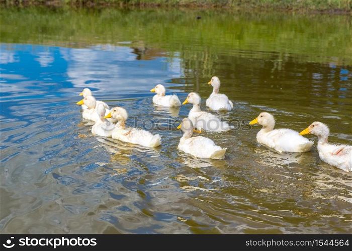 Cute white ducklings swimming on a pond in a summer day