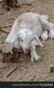 Cute white goatling is resting on the farm.