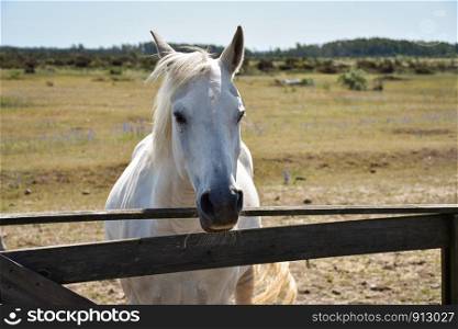 Cute white horse by a fence at the island Oland in Sweden