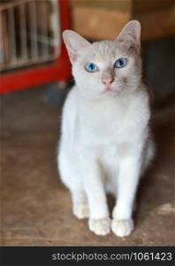 Cute white Kitten cat blue eyes - selective focus