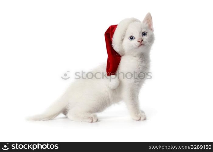Cute white kitten with blue eyes and Christmas hat on white background
