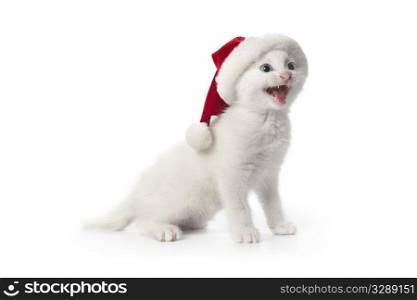 Cute white kitten with blue eyes and hat singing Christmas carrols on white background