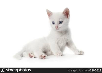 Cute white kitten with blue eyes on white background