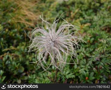 cute white plant on the background of green grass. shallow field of depth. white plant. closeup