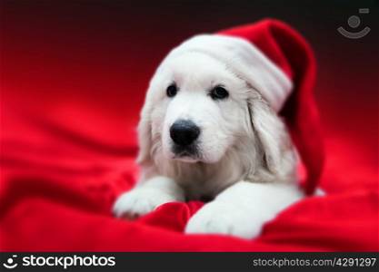 Cute white puppy dog in Chrstimas hat lying in red satin. Holiday theme, greeting card.