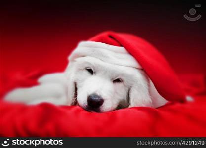 Cute white puppy dog in Chrstimas hat sleeping in red satin. Holiday theme, greeting card.