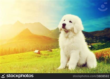 Cute white puppy dog in mountains. Polish Tatra Sheepdog, known also as Podhalan or Owczarek Podhalanski in Tatra Mountains