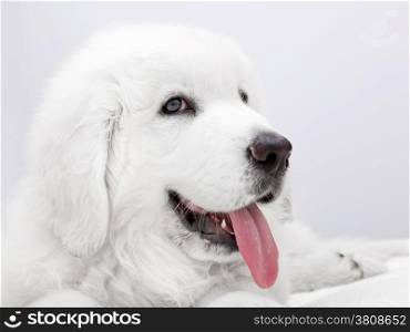 Cute white puppy dog lying on bed. Polish Tatra Sheepdog, known also as Podhalan or Owczarek Podhalanski