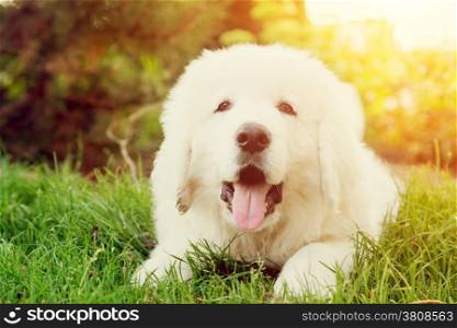 Cute white puppy dog lying on grass. Polish Tatra Sheepdog, known also as Podhalan or Owczarek Podhalanski
