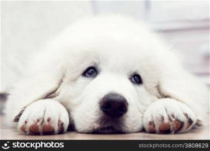 Cute white puppy dog lying on wooden floor. Polish Tatra Sheepdog, known also as Podhalan or Owczarek Podhalanski