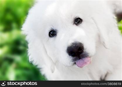 Cute white puppy dog portrait. Polish Tatra Sheepdog, known also as Podhalan or Owczarek Podhalanski