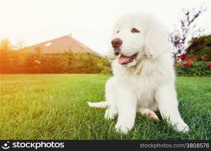 Cute white puppy dog sitting on grass. Polish Tatra Sheepdog, known also as Podhalan or Owczarek Podhalanski