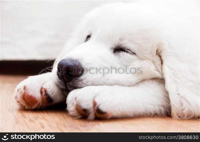 Cute white puppy dog sleeping on wooden floor. Polish Tatra Sheepdog, known also as Podhalan or Owczarek Podhalanski