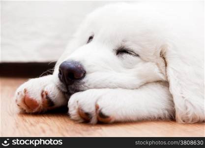 Cute white puppy dog sleeping on wooden floor. Polish Tatra Sheepdog, known also as Podhalan or Owczarek Podhalanski