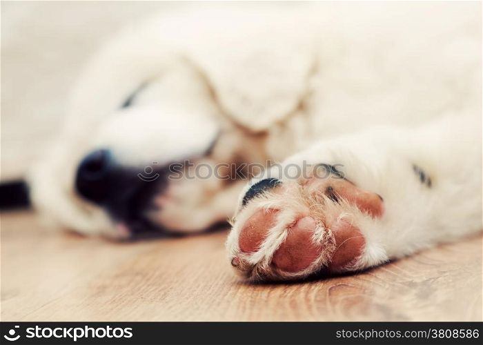 Cute white puppy dog sleeping on wooden floor. Paw in focus. Polish Tatra Sheepdog, known also as Podhalan or Owczarek Podhalanski