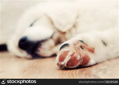 Cute white puppy dog sleeping on wooden floor. Paw in focus. Polish Tatra Sheepdog, known also as Podhalan or Owczarek Podhalanski