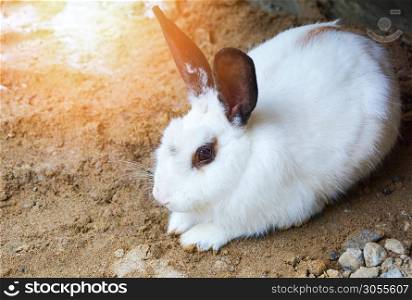 Cute white rabbit bunny with black ear sitting lying on ground in the animal pets farm