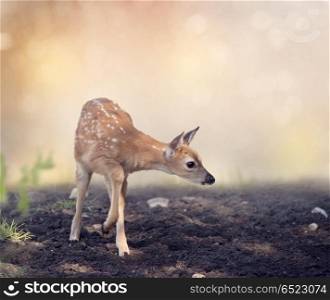 Cute White-tailed deer fawn. White-tailed deer fawn