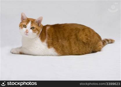 Cute white with orange fat cat laying on the floor, isolated on white